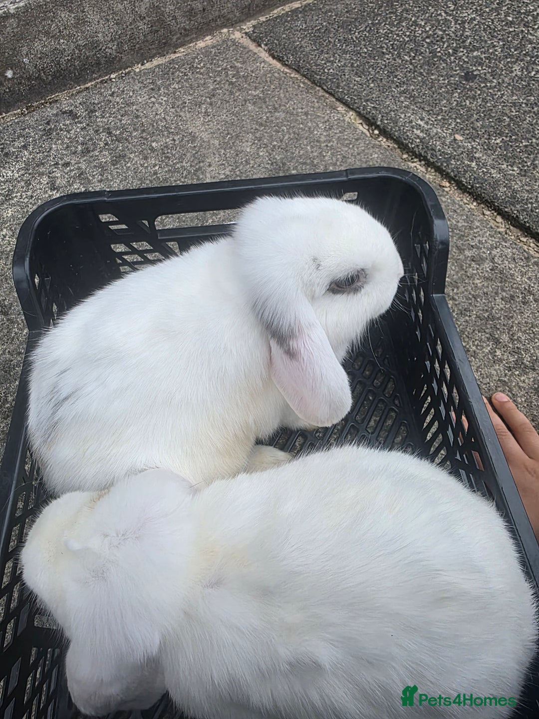 Blanc De Hotot rabbits for sale: rabbits for sale  - Image 6