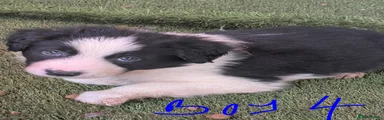 Border Collie 4
