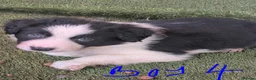 Border Collie dogs for sale: Border collie puppies  in Halifax - Advert 15