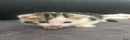 Domestic Shorthair cats for sale: Male kittens - Advert 5