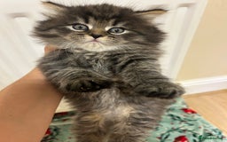 Mixed Breed cats for sale: Fluffy kittens  - Image 3