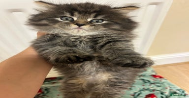 Mixed Breed cats - Advert 7