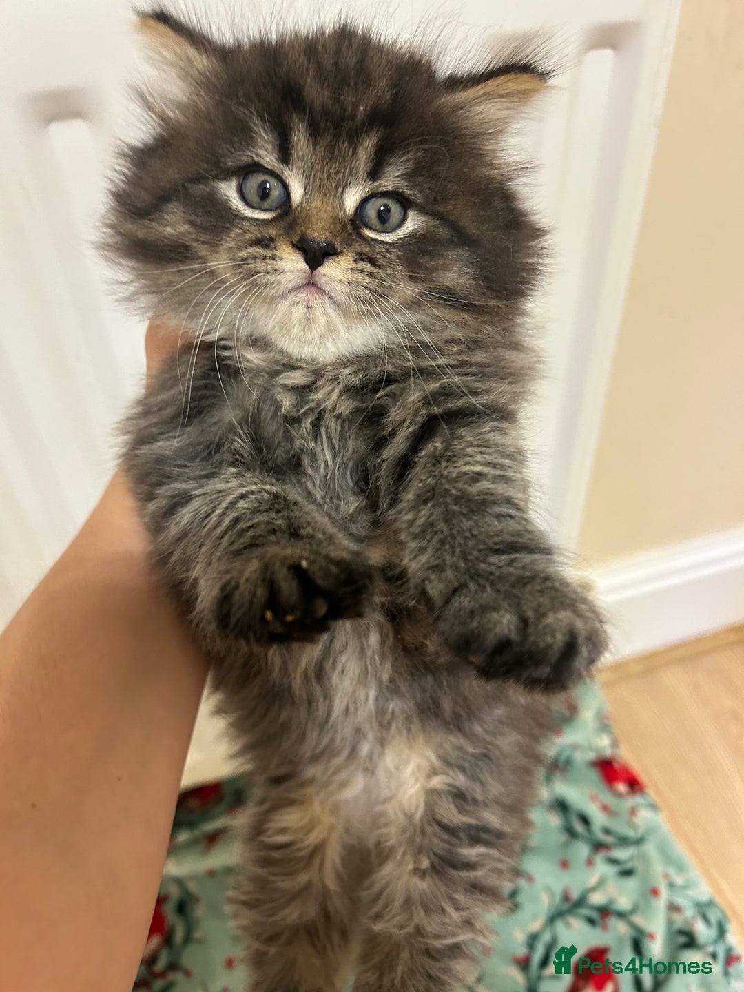 Mixed Breed cats for sale: Fluffy kittens  - Image 3