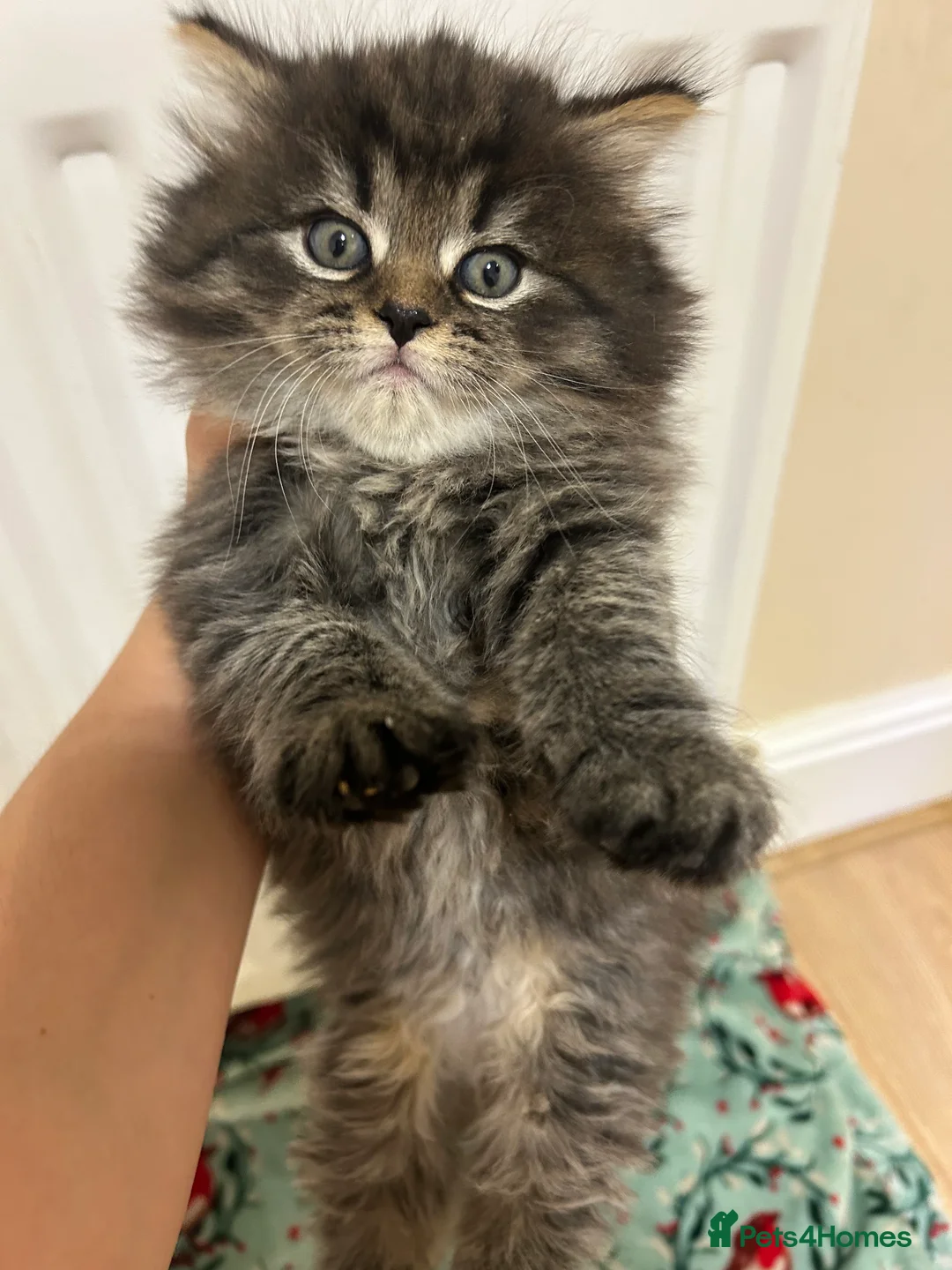 Mixed Breed cats for sale: Fluffy kittens  - Advert 5