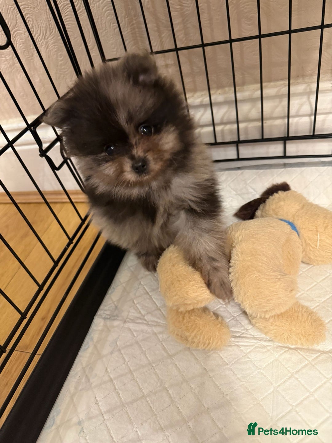 Pomeranian dogs for sale: Pom Puppies - Advert 6