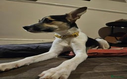 Mixed Breed dogs for adoption: Milkshake for adoption - Image 7