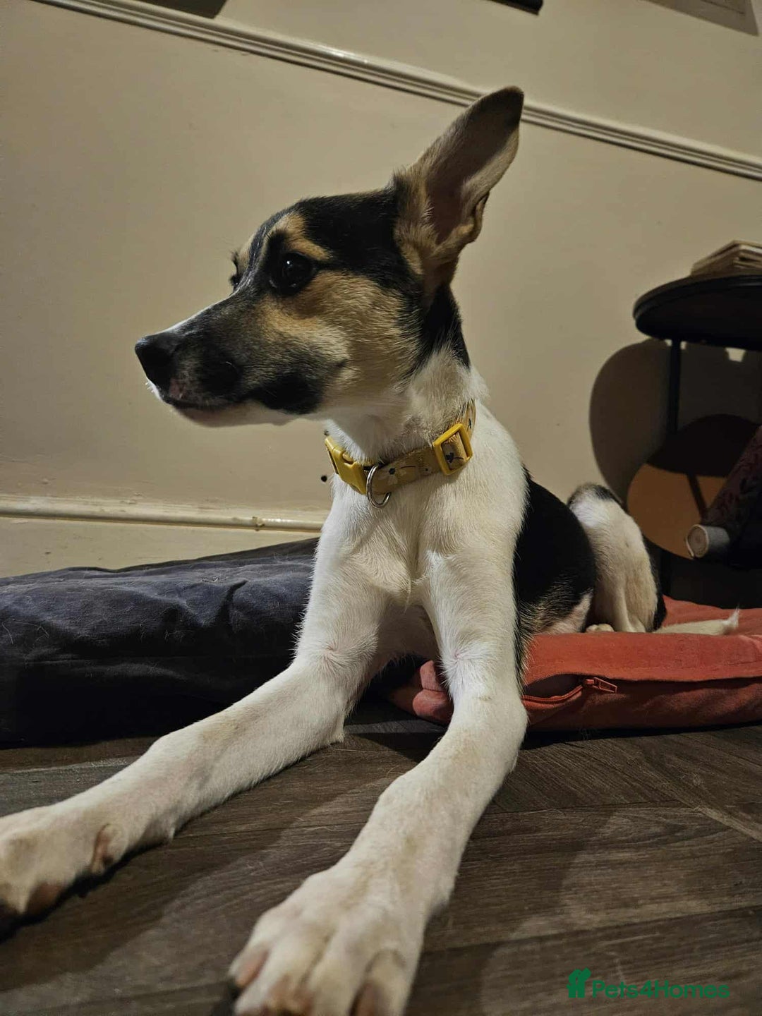 Mixed Breed dogs for adoption: Milkshake for adoption - Image 7