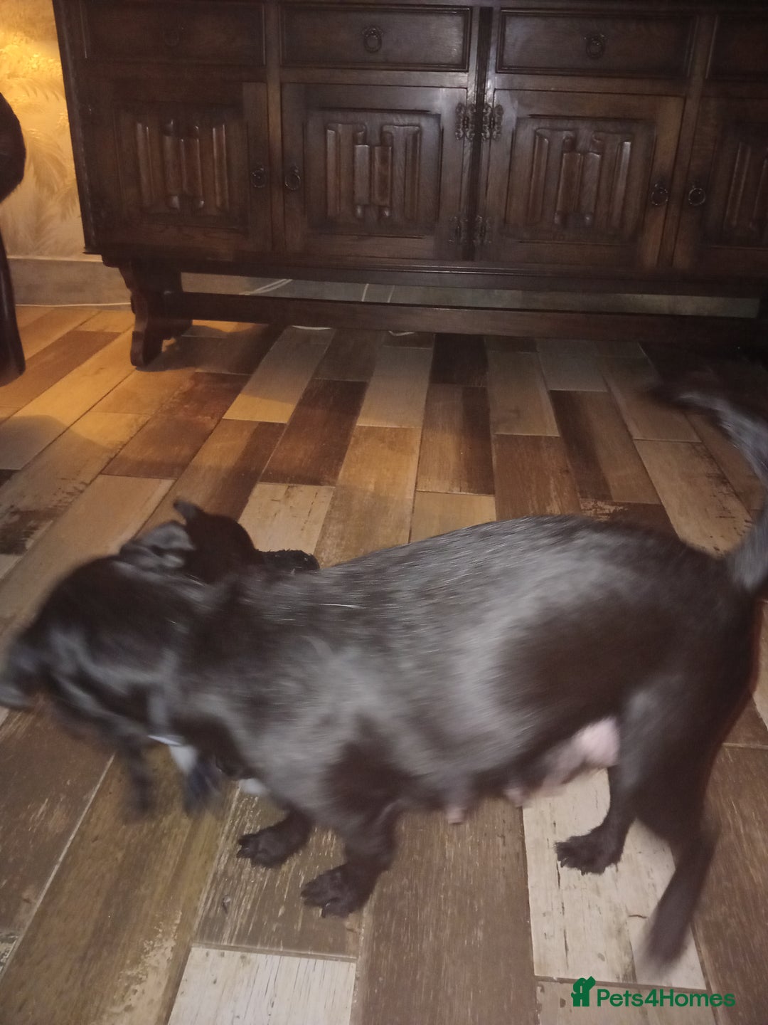 Patterdale Terrier dogs for sale: Nuttall and brae buck patterdale Terrier pups  - Advert 8
