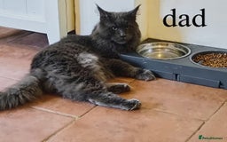 Maine Coon cats for sale: Blue Maine coon kittens - DNA health tested - Image 15