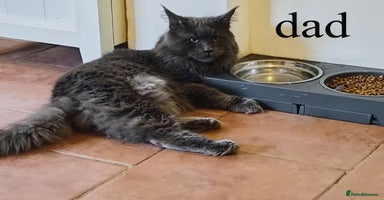 Maine Coon cats - Advert 6