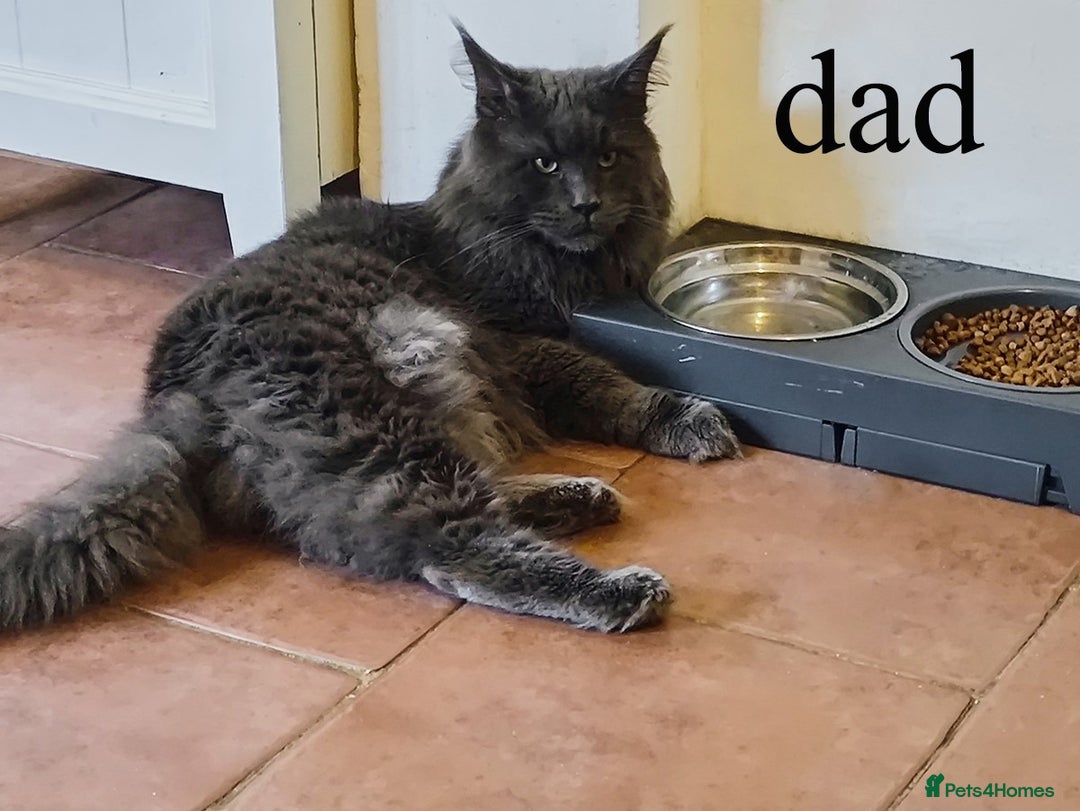 Maine Coon cats for sale: Blue Maine coon kittens - DNA health tested - Image 15