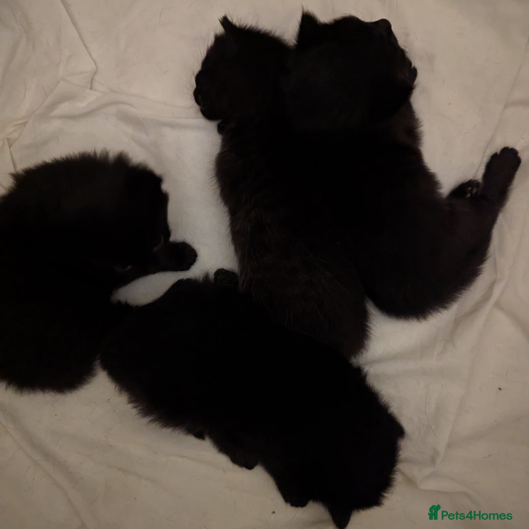 Domestic Shorthair cats for sale: Black Fluffy Kittens  - Advert 4