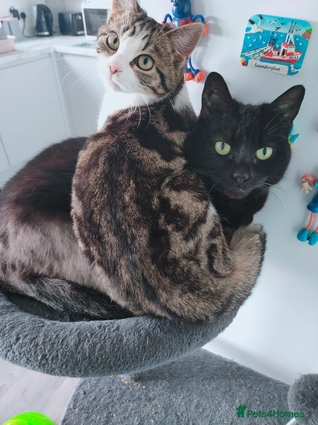 Mixed Breed cats for sale: Bonded pair of female cats - Advert 1