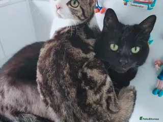 Mixed Breed cats Bonded pair of female cats - Advert 3
