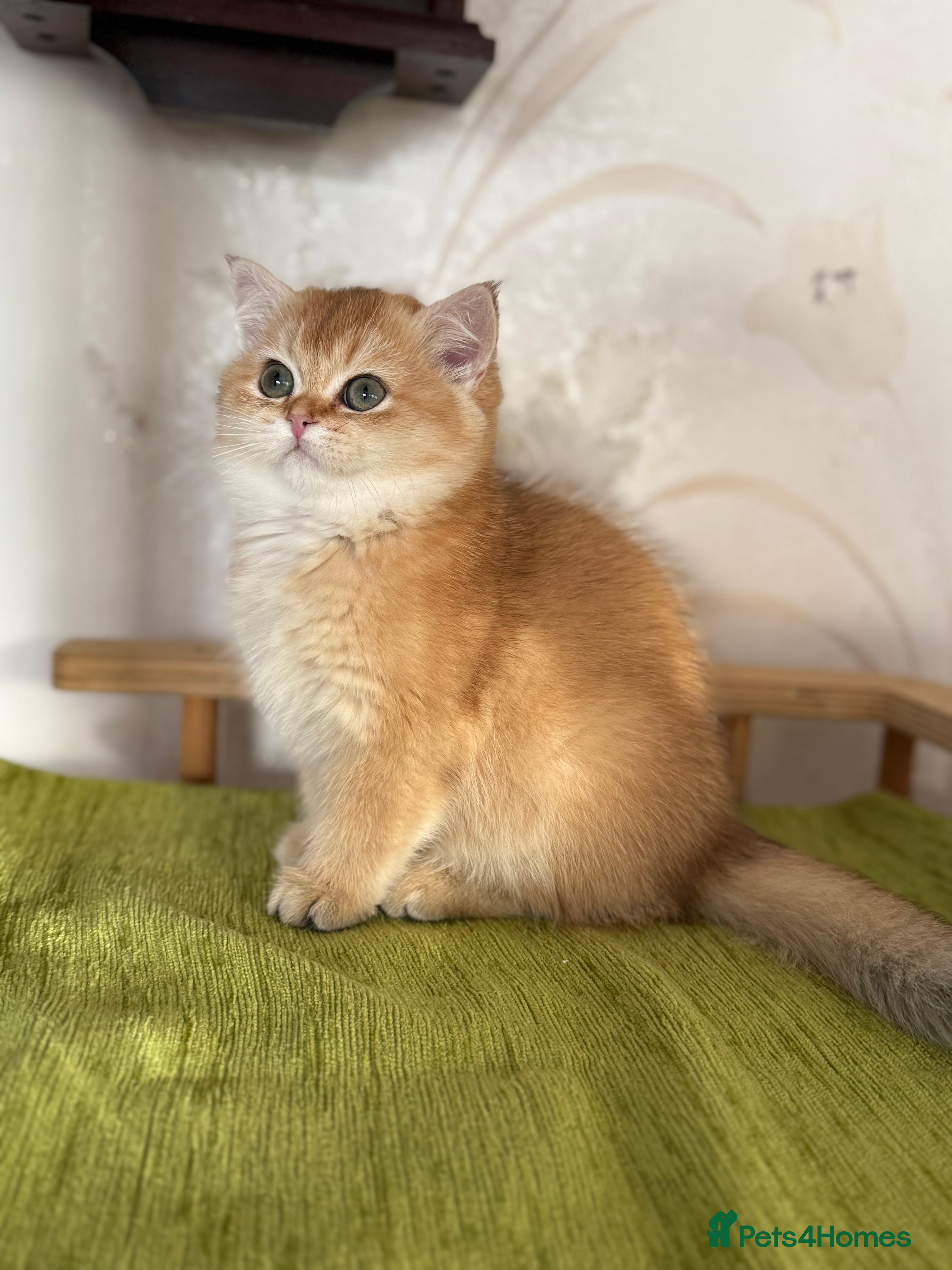 British Shorthair cats ✨ Golden BSH girls Looking for Loving Homes ✨ - Advert 3