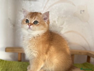 British Shorthair cats ✨ Golden BSH girls Looking for Loving Homes ✨ - Advert 3