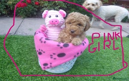 Toy Poodle dogs for sale: Gorgeous Toy Poodles - Image 8