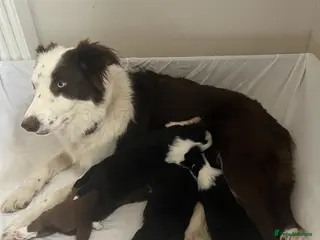 Border Collie dogs Cornmill Farm Border Collies - Advert 15