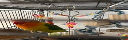 Lovebirds birds for sale: Hand reared love bird MALE  - Advert 3