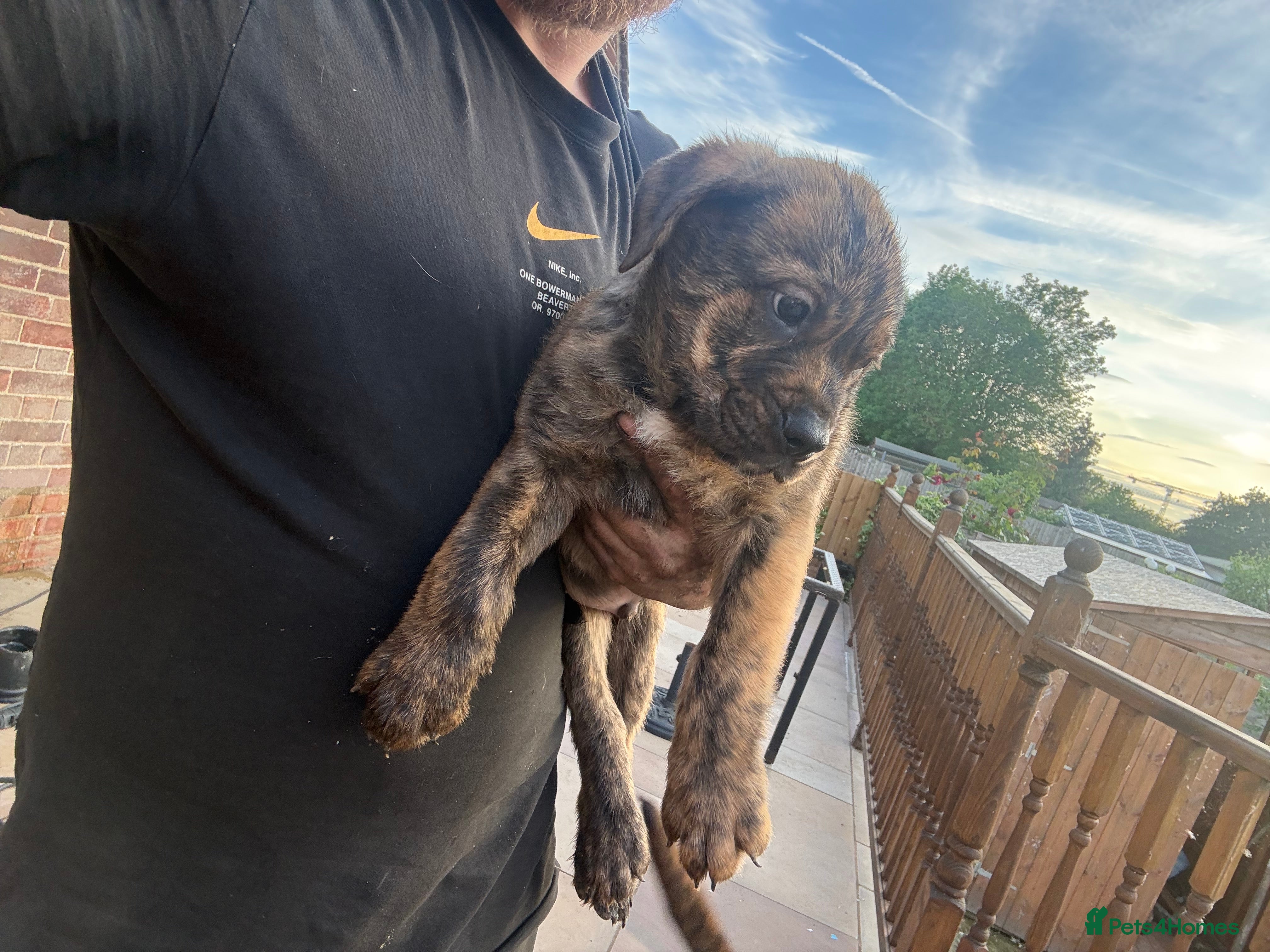 Mixed Breed dogs Rottweiler X Olde Tyme bulldog puppies  - Advert 2