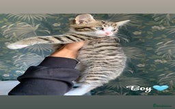 Mixed Breed cats for sale: 6 gorgeous kittens😍Ready Now - Image 1