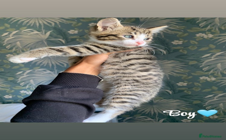 Mixed Breed cats - Advert 3
