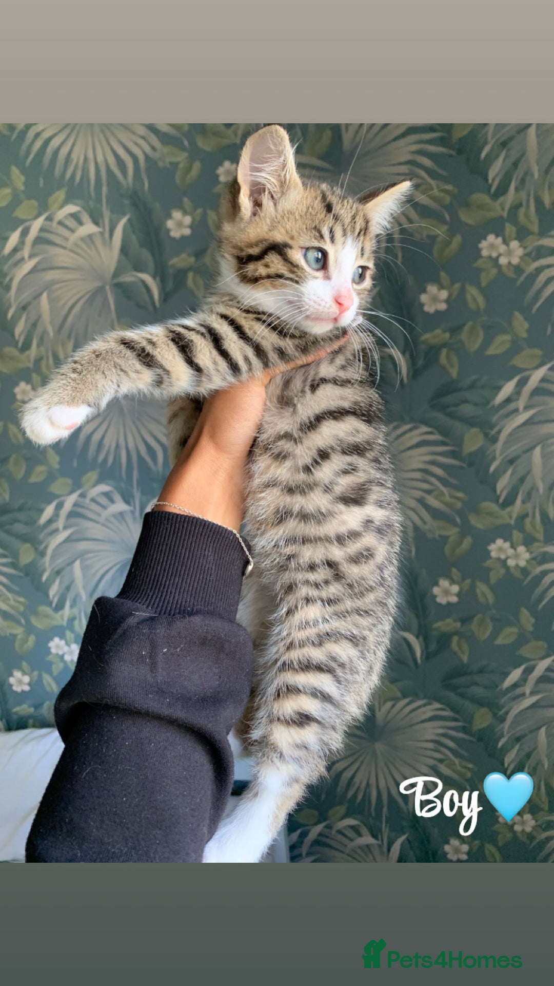 Mixed Breed cats for sale: 6 gorgeous kittens😍Ready Now - Image 1