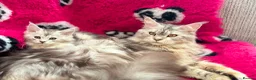 Maine Coon cats for sale: Maine coon kittens silver tabby ready now in Swansea - Advert 1