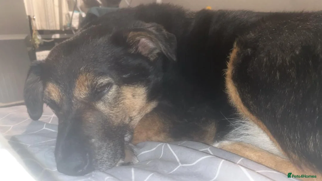 Mixed Breed dogs for adoption: Bumble for adoption - Advert 11