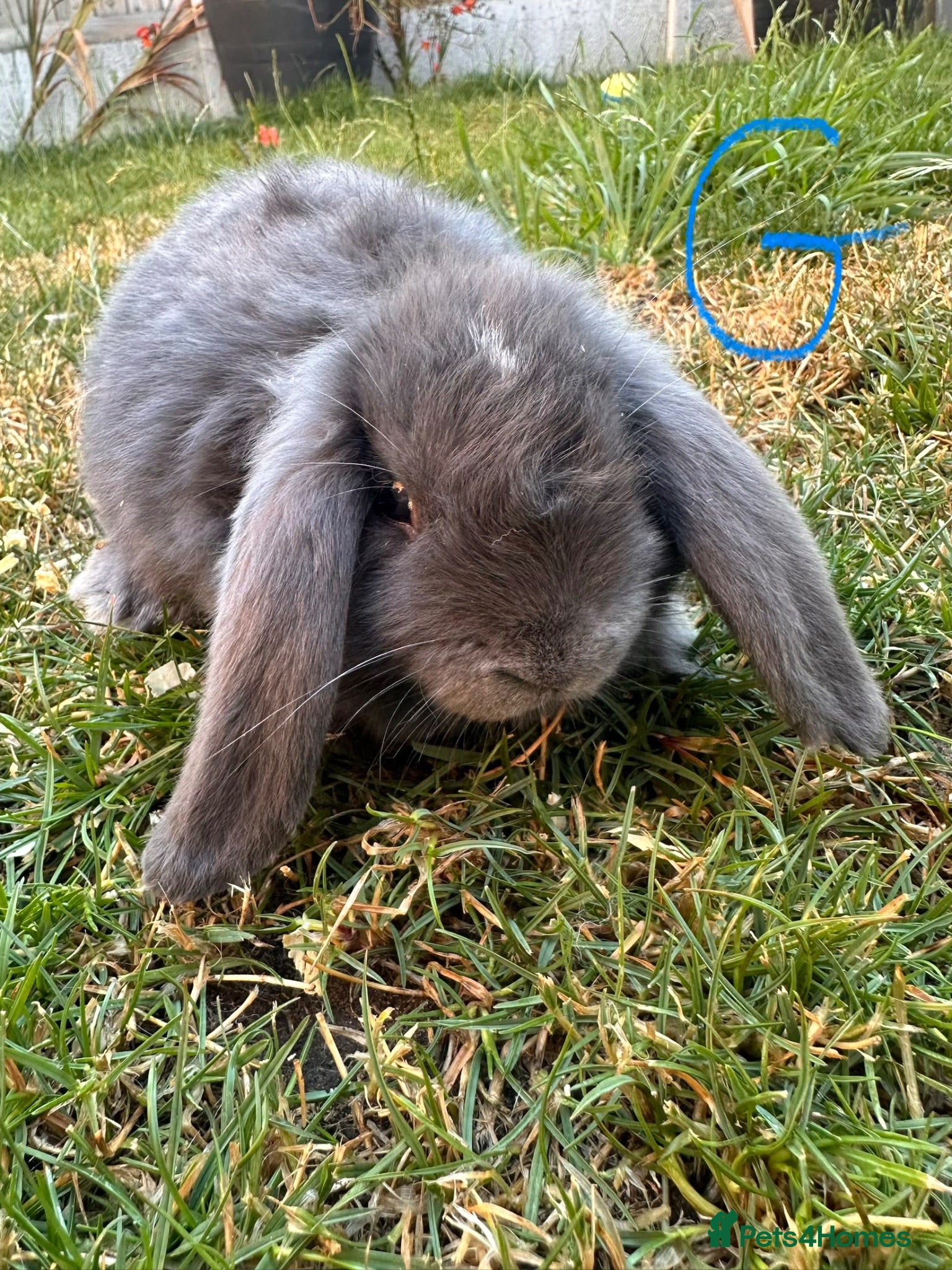 Mini Lop rabbits Mini Lop Rabbits For Sale  - Advert 1