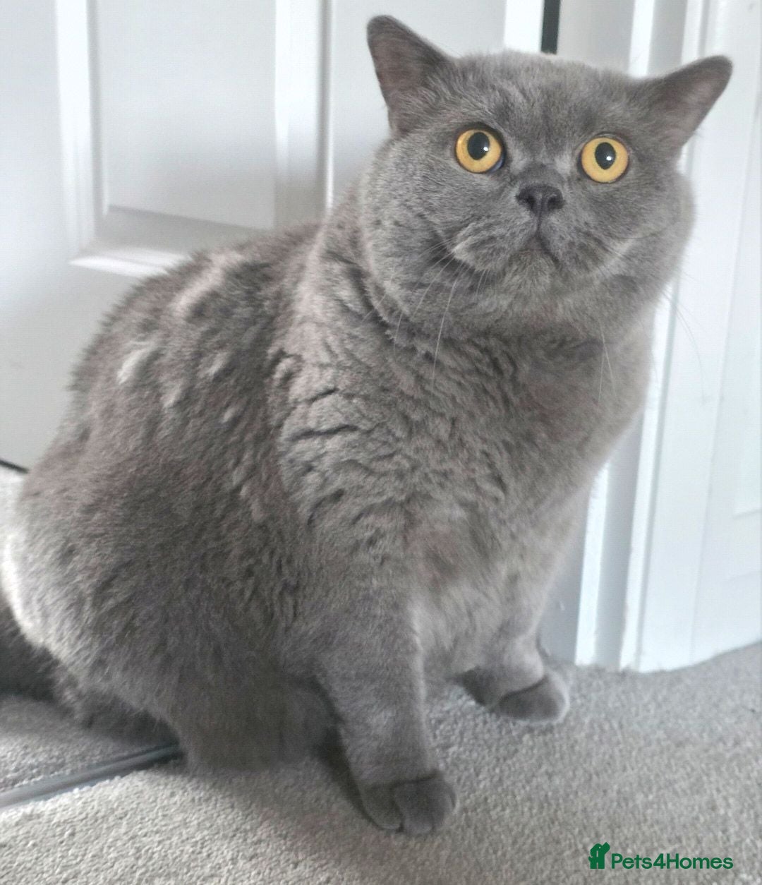 British Shorthair cats Male British Short hair  - Advert 2