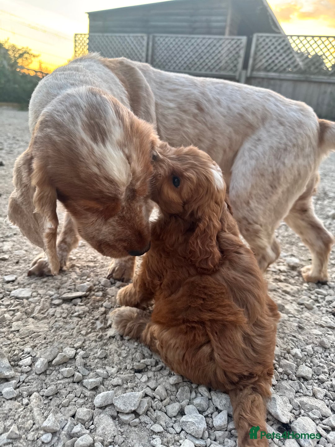 Cockapoo dogs for sale: Stunning f1 show type cockapoo’s  - Image 5