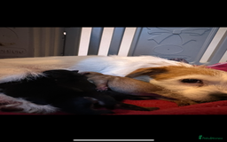 Jack Russell dogs for sale: Jack Russel puppies ready now! Dob is wrong - Image 18