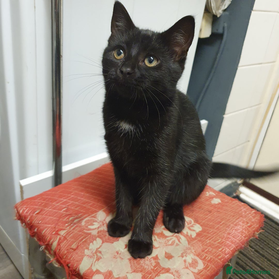 Bombay cats for sale: bombay kitten 6 months  - Advert 1