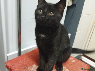 Bombay cats bombay kitten 6 months - Advert 3