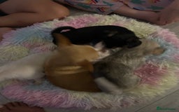 Chipoo dogs for sale: Tiny Chihuahua / Asian toy poodle  - Image 2