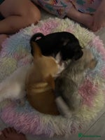 Chipoo dogs - Advert 15