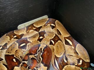 Boa Snake reptiles True red tail boa - Advert 7