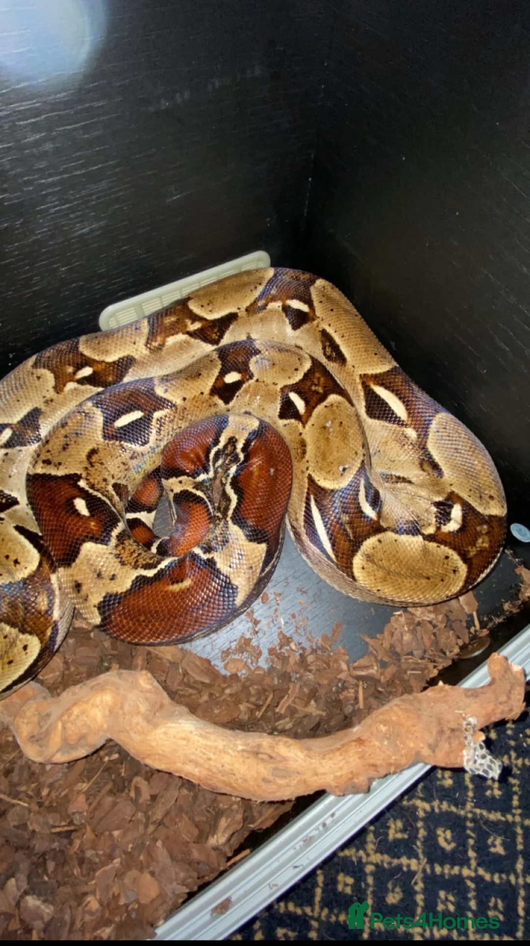 Boa Snake reptiles for sale: True red tail boa  - Advert 1