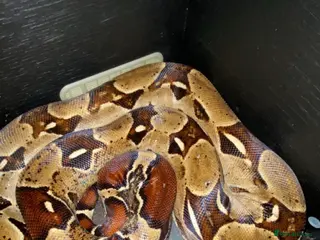 Boa Snake reptiles True red tail boa - Advert 13