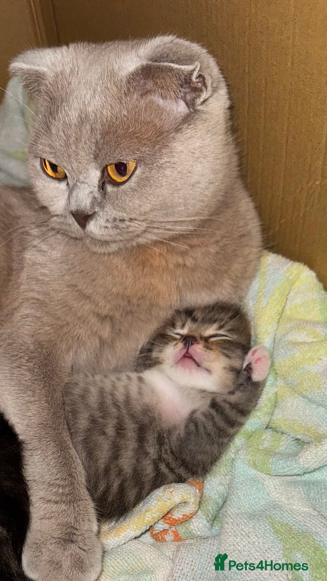 Mixed Breed cats for sale: Lovely kittens looking for they new forever home - Image 5