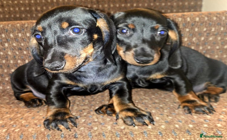 Dachshund dogs - Advert 2
