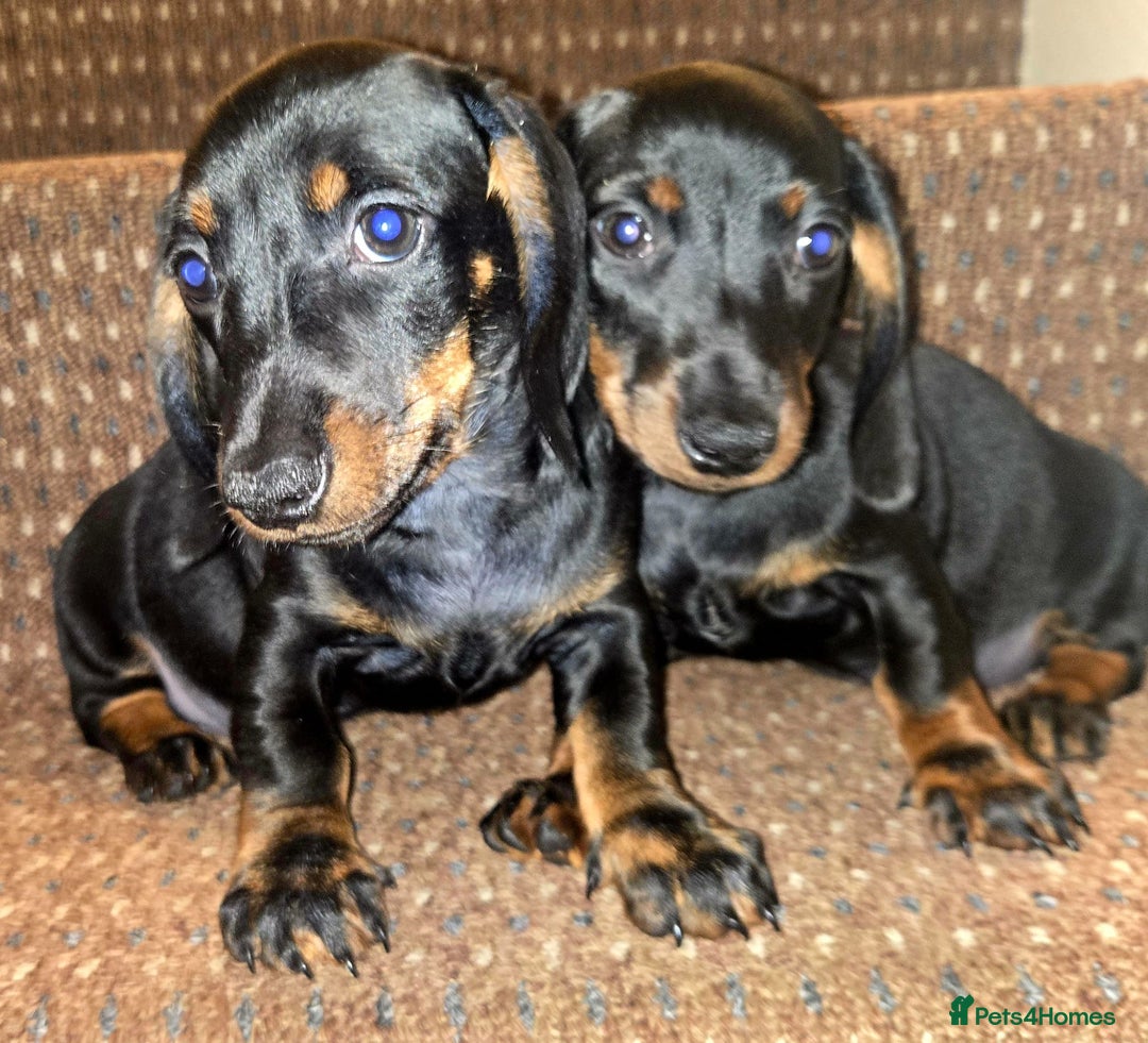 Dachshund dogs for sale: Beautiful dachshund babies  - Image 1