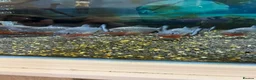 Piranhas fish for sale: Piranha tank  - Advert 2