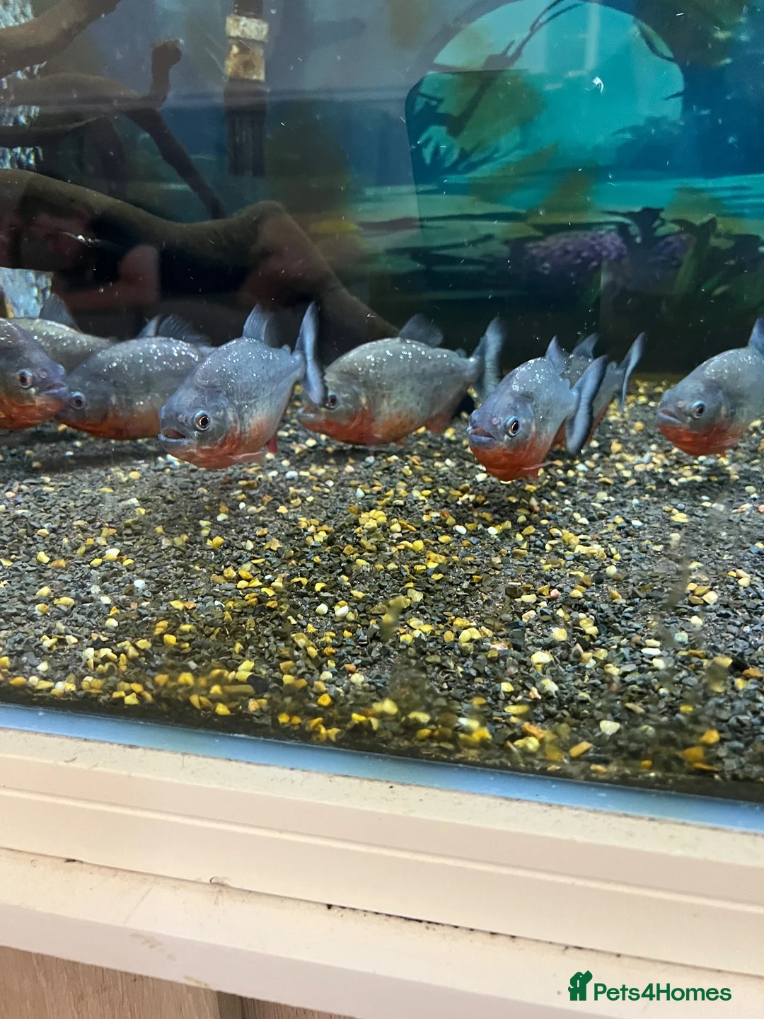 Piranhas fish for sale: Piranha tank  - Advert 2