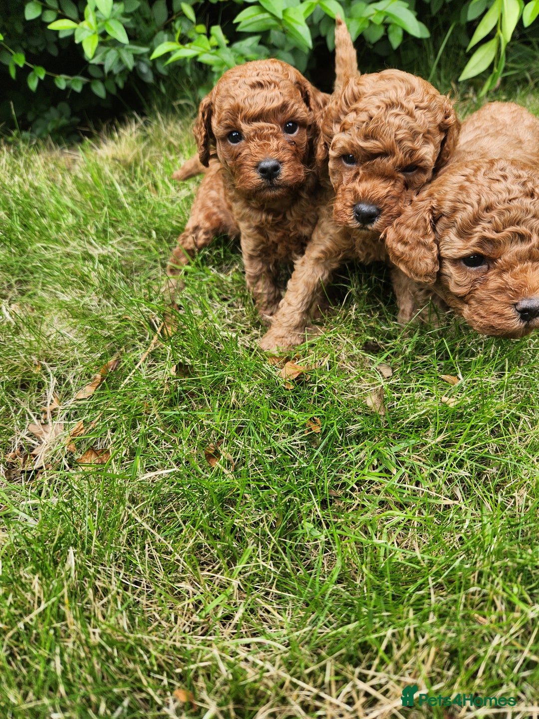 Toy Poodle dogs for sale: 🐩 KC Registered Toy Poodles 🐩 - Image 6