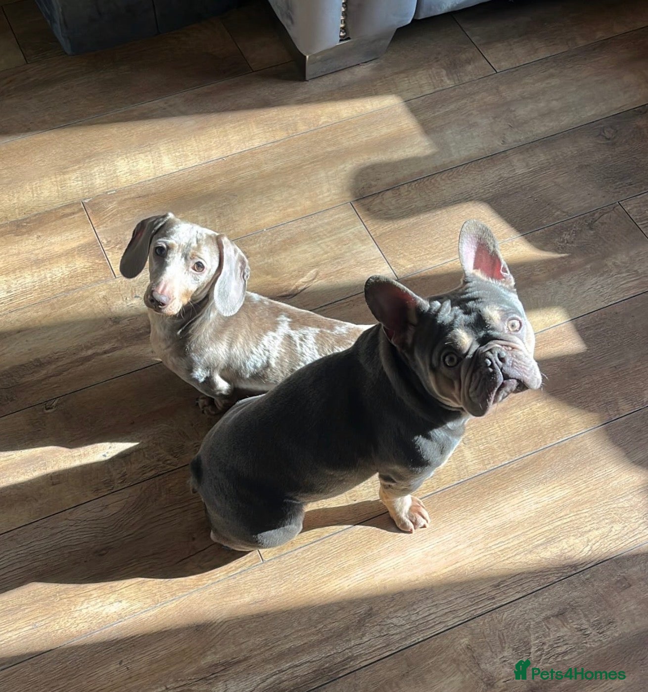 Mixed Breed dogs Dachshund x French bull dog puppies  - Advert 2
