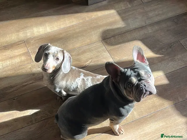 Mixed Breed dogs Dachshund x French bull dog puppies - Advert 2