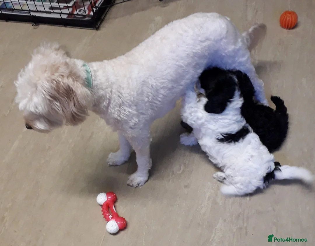 Cockapoo dogs for sale: Two Cockapoo Puppies Ready For New Homes NowNow in Liverpool - Advert 1