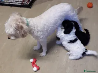 Cockapoo dogs Two Cockapoo Puppies Ready For New Homes NowNow - Advert 1